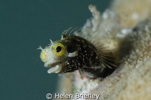 Secretary Blenny, Sigma 70mm with +10 wet diopter by Helen Brierley 